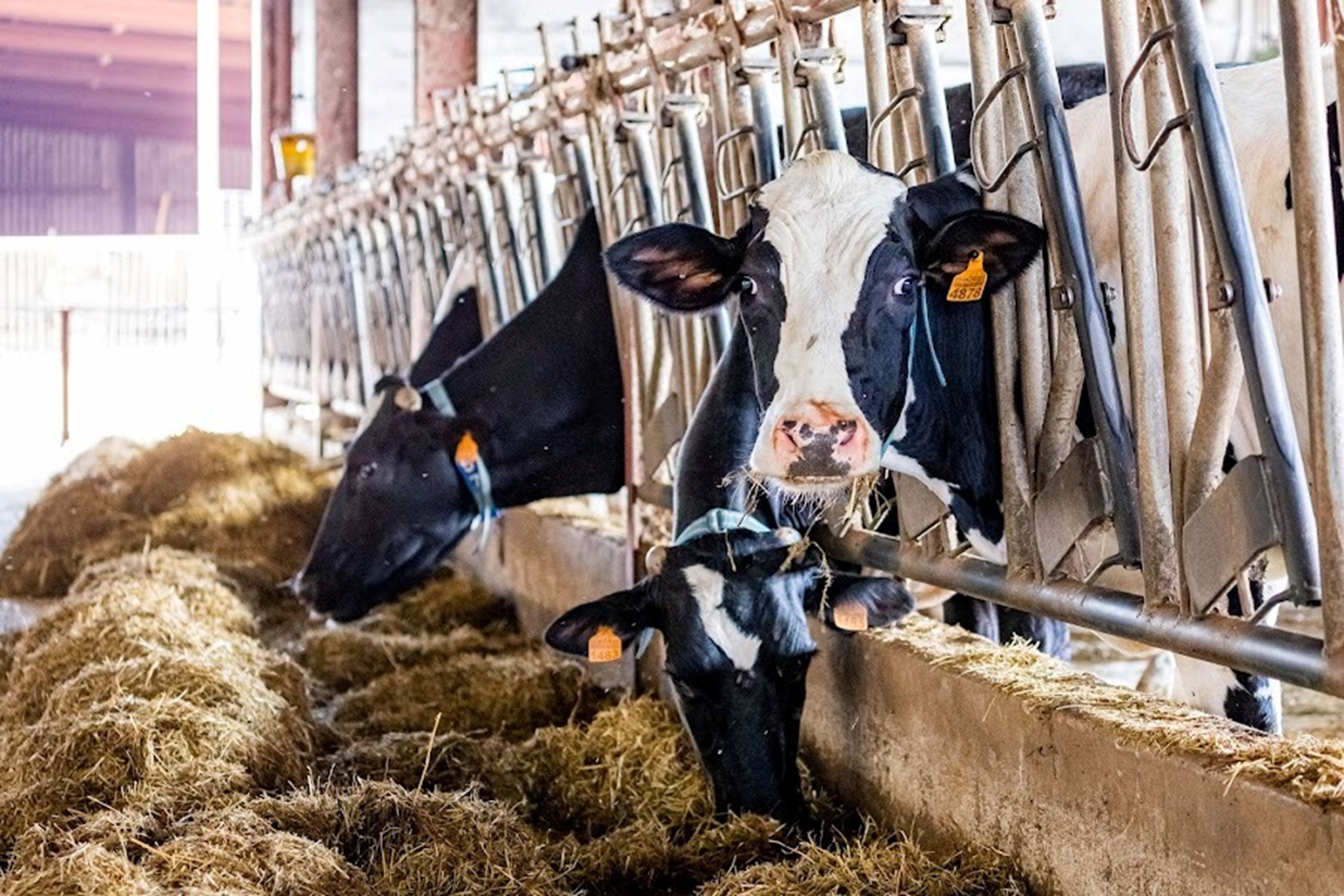Vacas de Menorca